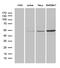 Ring Finger Protein 14 antibody, M08956, Boster Biological Technology, Western Blot image 