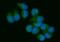 Vav Guanine Nucleotide Exchange Factor 3 antibody, A03204-3, Boster Biological Technology, Immunofluorescence image 