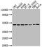 N-Myc Downstream Regulated 1 antibody, CSB-PA835678LA01HU, Cusabio, Western Blot image 