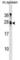Tumor suppressor candidate gene 1 protein homolog antibody, abx030930, Abbexa, Western Blot image 