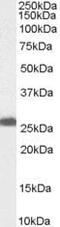 Progesterone Receptor Membrane Component 1 antibody, PA5-18496, Invitrogen Antibodies, Western Blot image 