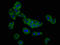 Solute Carrier Family 26 Member 4 antibody, LS-C673140, Lifespan Biosciences, Immunofluorescence image 