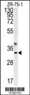 GTP cyclohydrolase I antibody, 62-065, ProSci, Western Blot image 