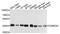 Casein Kinase 2 Alpha 1 antibody, STJ111054, St John