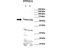 Calcineurin A antibody, NBP1-57844, Novus Biologicals, Western Blot image 