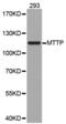 Microsomal triglyceride transfer protein large subunit antibody, abx001454, Abbexa, Western Blot image 