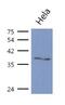 Guided Entry Of Tail-Anchored Proteins Factor 3, ATPase antibody, GTX53686, GeneTex, Western Blot image 