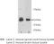 Relaxin-3 receptor 1 antibody, MBS355083, MyBioSource, Western Blot image 