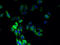 Atypical Chemokine Receptor 1 (Duffy Blood Group) antibody, A50945-100, Epigentek, Immunofluorescence image 