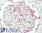 Fibroblast Growth Factor 1 antibody, LS-B13671, Lifespan Biosciences, Immunohistochemistry paraffin image 