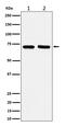 Prolylendopeptidase-like antibody, M08771, Boster Biological Technology, Western Blot image 