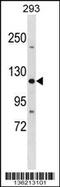 Tight Junction Protein 3 antibody, 58-625, ProSci, Western Blot image 