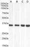 Malate Dehydrogenase 1 antibody, LS-B16865, Lifespan Biosciences, Western Blot image 
