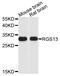 Regulator Of G Protein Signaling 13 antibody, abx135953, Abbexa, Western Blot image 