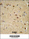 EDIL3 antibody, 63-740, ProSci, Immunohistochemistry paraffin image 