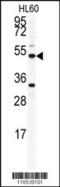 Osteomodulin antibody, MBS9205443, MyBioSource, Western Blot image 