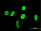 RUNX Family Transcription Factor 1 antibody, LS-B5381, Lifespan Biosciences, Immunofluorescence image 