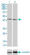 Mitogen-activated protein kinase 11 antibody, LS-C197996, Lifespan Biosciences, Western Blot image 