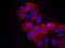 Kinase Insert Domain Receptor antibody, 79-314, ProSci, Immunofluorescence image 
