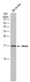Ras Homolog, MTORC1 Binding antibody, MA5-27777, Invitrogen Antibodies, Western Blot image 