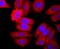 Elastase, Neutrophil Expressed antibody, NBP2-66972, Novus Biologicals, Immunocytochemistry image 