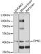 Opsin 3 antibody, 16-241, ProSci, Western Blot image 