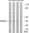 Olfactory Receptor Family 8 Subfamily J Member 3 antibody, PA5-39680, Invitrogen Antibodies, Western Blot image 