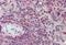 Karyopherin Subunit Beta 1 antibody, NB100-40784, Novus Biologicals, Immunohistochemistry frozen image 