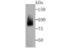 Coilin antibody, NBP2-75443, Novus Biologicals, Western Blot image 