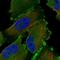 Niban Apoptosis Regulator 1 antibody, NBP1-88338, Novus Biologicals, Immunofluorescence image 