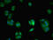 Vesicle Associated Membrane Protein 7 antibody, LS-C318981, Lifespan Biosciences, Immunofluorescence image 