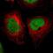 CAMP Responsive Element Binding Protein 1 antibody, NBP1-90364, Novus Biologicals, Immunofluorescence image 