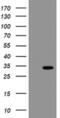 Src-like-adapter 2 antibody, MA5-26058, Invitrogen Antibodies, Western Blot image 