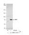 Menin 1 antibody, NBP2-17277, Novus Biologicals, Immunoprecipitation image 