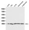 Histone chaperone ASF1A antibody, LS-C192606, Lifespan Biosciences, Western Blot image 