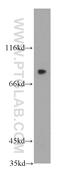 Leucine Rich Repeat Containing 41 antibody, 20457-1-AP, Proteintech Group, Western Blot image 
