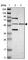 Chromosome 1 Open Reading Frame 116 antibody, HPA011888, Atlas Antibodies, Western Blot image 