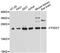 THO complex subunit 7 homolog antibody, A13700, ABclonal Technology, Western Blot image 