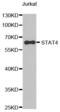 Signal Transducer And Activator Of Transcription 4 antibody, abx000555, Abbexa, Western Blot image 