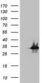 Synaptonemal Complex Protein 3 antibody, LS-C790980, Lifespan Biosciences, Western Blot image 