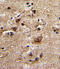Adrenoceptor Alpha 1B antibody, abx034358, Abbexa, Immunohistochemistry paraffin image 
