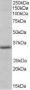 Pirin antibody, GTX89691, GeneTex, Western Blot image 