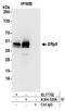 Protein Disulfide Isomerase Family A Member 6 antibody, A304-520A, Bethyl Labs, Immunoprecipitation image 