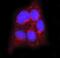 Flotillin 2 antibody, M06107-2, Boster Biological Technology, Immunofluorescence image 