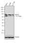 Cbl Proto-Oncogene Like 1 antibody, 36-2800, Invitrogen Antibodies, Western Blot image 