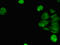 Transmembrane Protein 173 antibody, LS-C679827, Lifespan Biosciences, Immunofluorescence image 