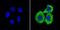 Tubulin Beta 1 Class VI antibody, NBP2-37830, Novus Biologicals, Immunofluorescence image 