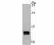 Apolipoprotein C3 antibody, NBP2-80430, Novus Biologicals, Western Blot image 