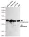 TNF Receptor Superfamily Member 10b antibody, STJ99180, St John