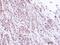 Proteasome Subunit Alpha 1 antibody, PA5-28030, Invitrogen Antibodies, Immunohistochemistry frozen image 